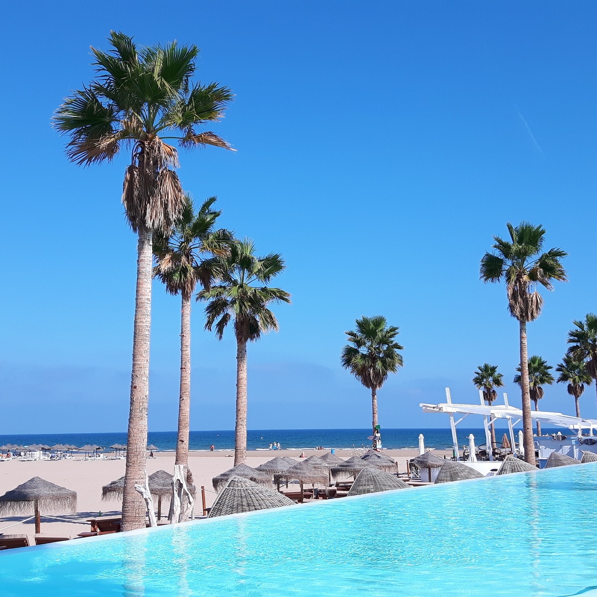 Palm trees, blue sky, and a beach beside the Mediterranean